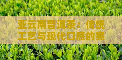 亚云南普洱茶：传统工艺与现代口感的完美融合