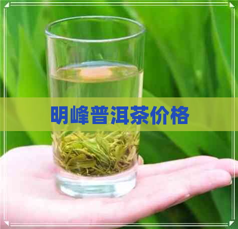 明峰普洱茶价格