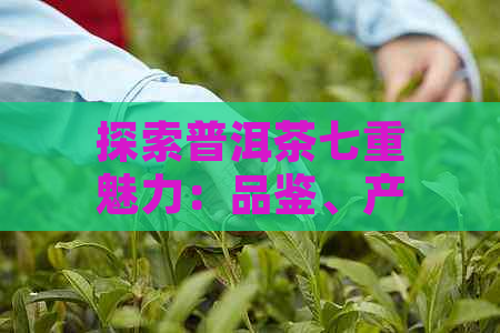 探索普洱茶七重魅力：品鉴、产地、历、制作工艺、功效、泡法与选购指南