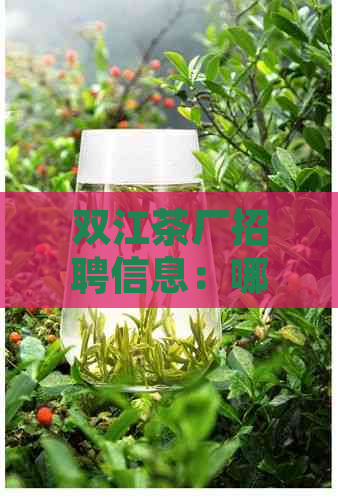 双江茶厂招聘信息：哪里有招聘，职位类型，待遇福利等全方位解答