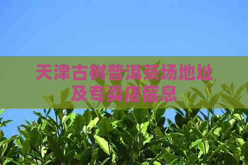 天津古树普洱茶场地址及专卖店信息