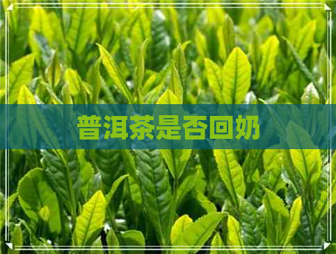 普洱茶是否回奶