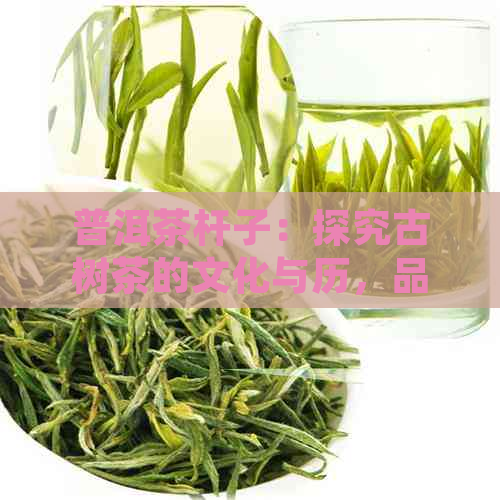 普洱茶杆子：探究古树茶的文化与历，品味云南大叶茶的独特魅力