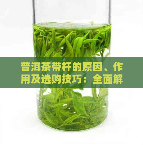 普洱茶带杆的原因、作用及选购技巧：全面解析普洱茶里的杆