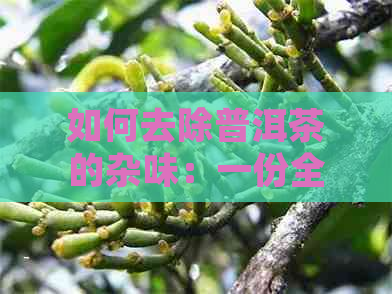 如何去除普洱茶的杂味：一份全面指南