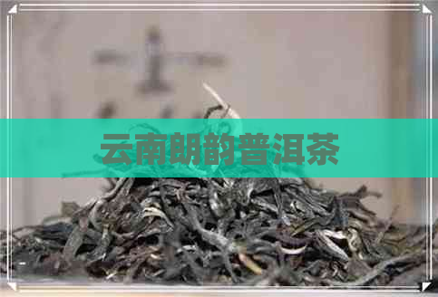 云南朗韵普洱茶