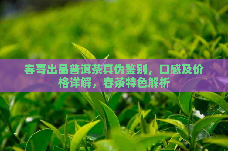 春哥出品普洱茶真伪鉴别，口感及价格详解，春茶特色解析