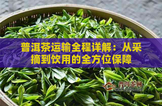 普洱茶运输全程详解：从采摘到饮用的全方位保障