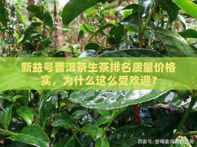 新益号普洱茶生茶排名质量价格实，为什么这么受欢迎？