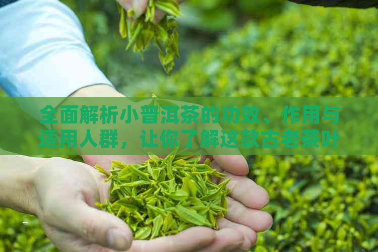 全面解析小普洱茶的功效、作用与适用人群，让你了解这款古老茶叶的无限魅力