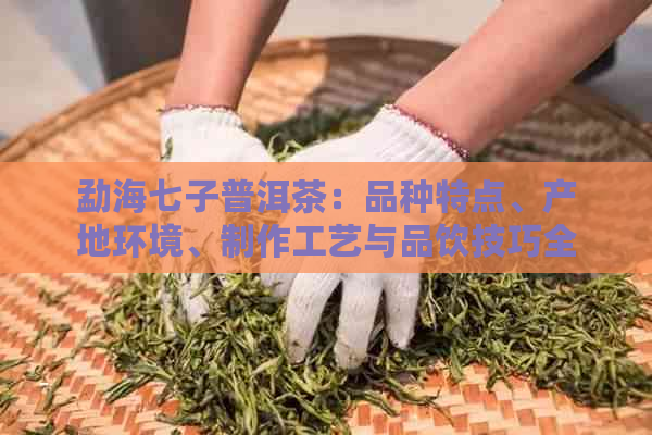 勐海七子普洱茶：品种特点、产地环境、制作工艺与品饮技巧全方位解析