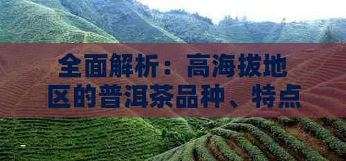 全面解析：高海拔地区的普洱茶品种、特点与饮用方法