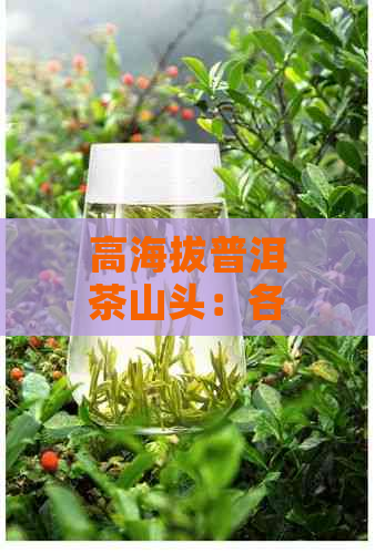 高海拔普洱茶山头：各大山头海拔对照表，普洱茶山更高海拔，普洱茶山头介绍