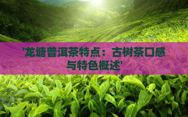 '龙塘普洱茶特点：古树茶口感与特色概述'