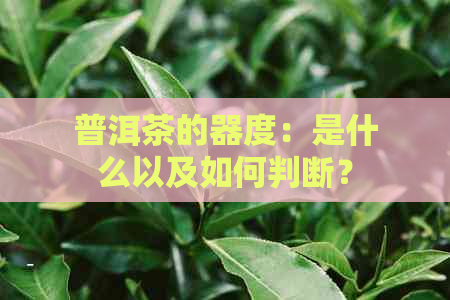 普洱茶的器度：是什么以及如何判断？