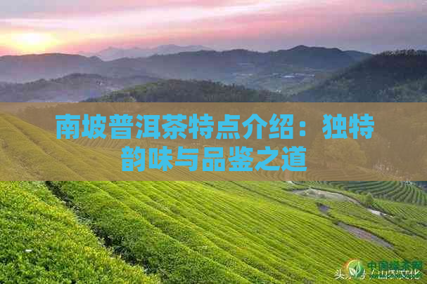 南坡普洱茶特点介绍：独特韵味与品鉴之道