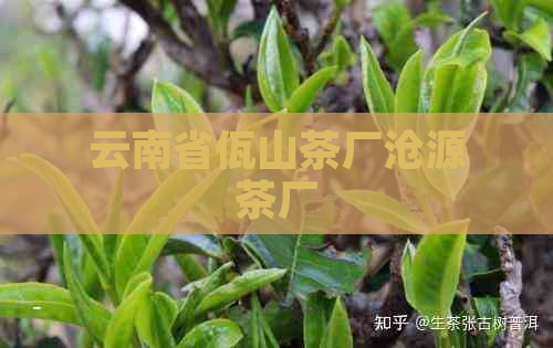 云南省佤山茶厂沧源茶厂