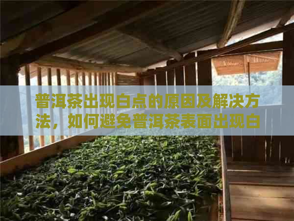 普洱茶出现白点的原因及解决方法，如何避免普洱茶表面出现白斑？