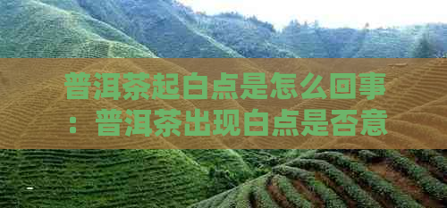 普洱茶起白点是怎么回事：普洱茶出现白点是否意味着发霉？