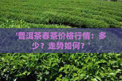 '普洱茶春茶价格行情：多少？走势如何？'