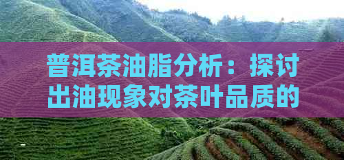 普洱茶油脂分析：探讨出油现象对茶叶品质的影响及其原因