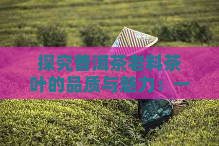 探究普洱茶老料茶叶的品质与魅力：一款传统与现代相结合的经典茶品