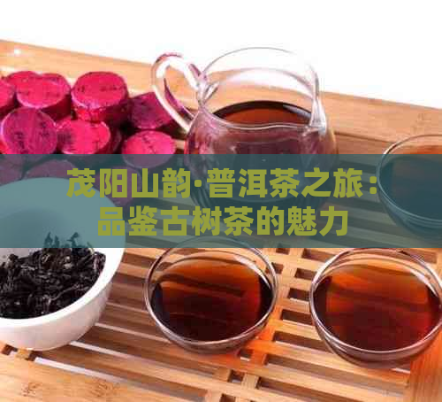 茂阳山韵·普洱茶之旅：品鉴古树茶的魅力