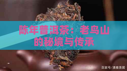 陈年普洱茶：老鸟山的秘境与传承