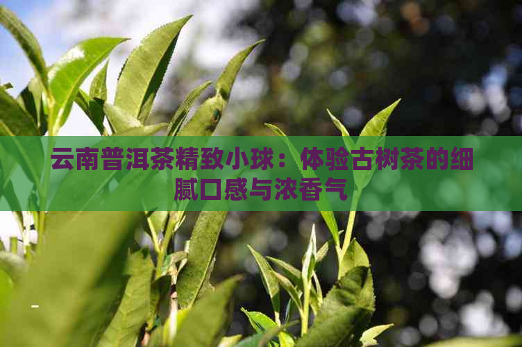 云南普洱茶精致小球：体验古树茶的细腻口感与浓香气