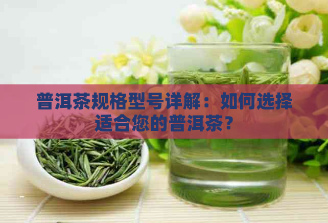 普洱茶规格型号详解：如何选择适合您的普洱茶？