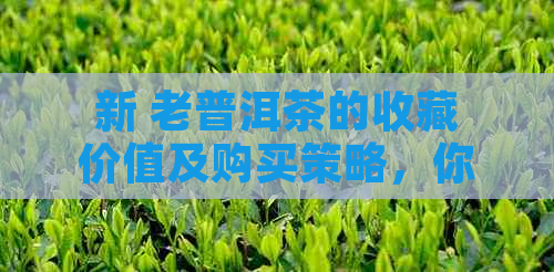 新 老普洱茶的收藏价值及购买策略，你了解多少？