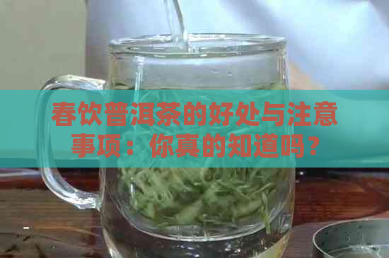 春饮普洱茶的好处与注意事项：你真的知道吗？