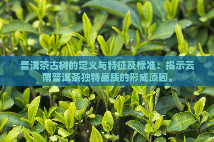 普洱茶古树的定义与特征及标准：揭示云南普洱茶独特品质的形成原因。