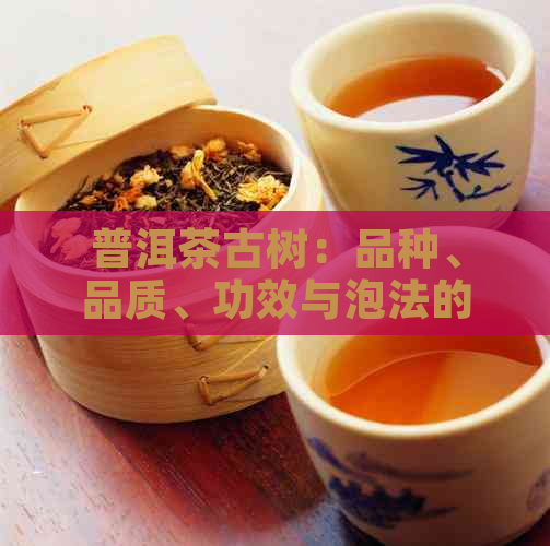 普洱茶古树：品种、品质、功效与泡法的全面解析