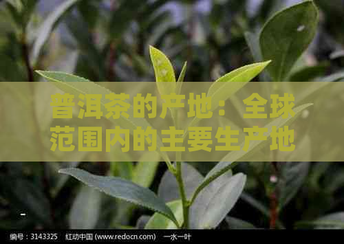 普洱茶的产地：全球范围内的主要生产地及特点介绍