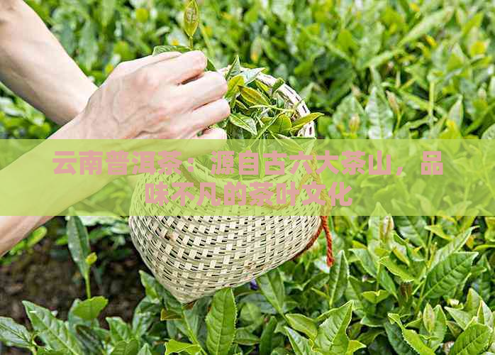 云南普洱茶：源自古六大茶山，品味不凡的茶叶文化