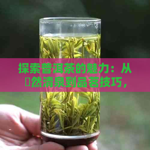 探索普洱茶的魅力：从滃然清泉到品茗技巧，全面了解普洱茶的世界