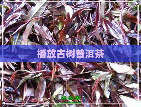 播放古树普洱茶