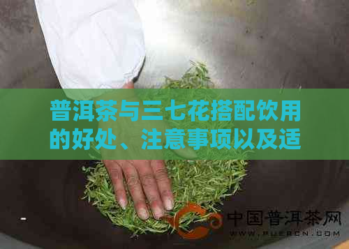 普洱茶与三七花搭配饮用的好处、注意事项以及适用人群分析