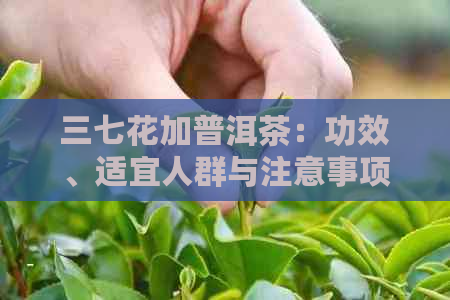 三七花加普洱茶：功效、适宜人群与注意事项