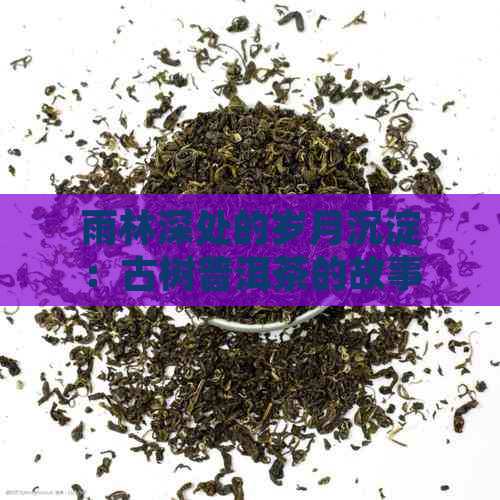 雨林深处的岁月沉淀：古树普洱茶的故事与传承