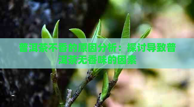 普洱茶不香的原因分析：探讨导致普洱茶无香味的因素