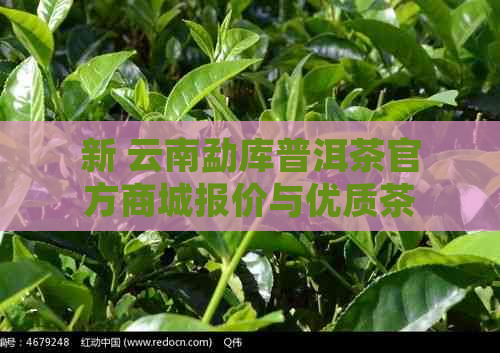 新 云南勐库普洱茶官方商城报价与优质茶叶推荐