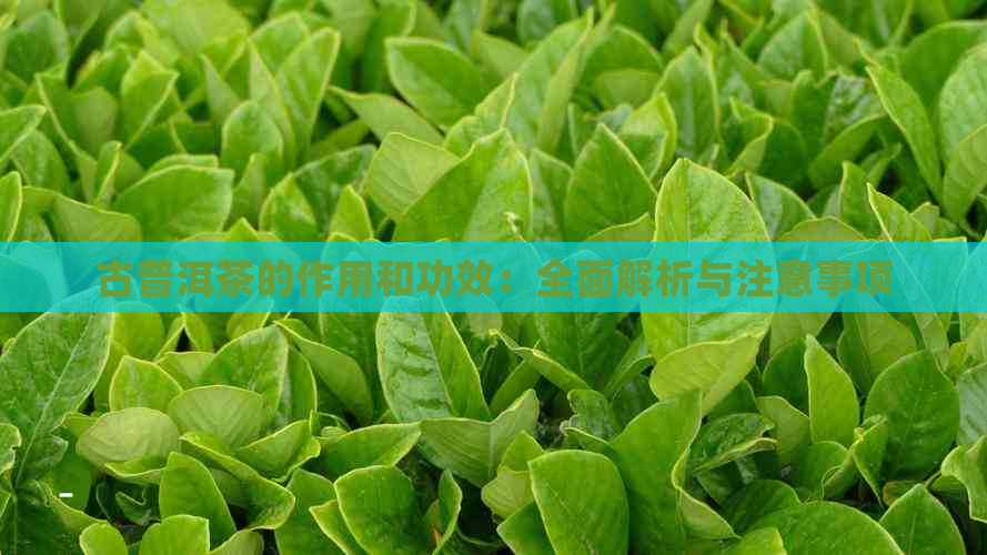 古普洱茶的作用和功效：全面解析与注意事项