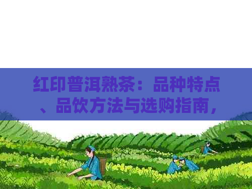 红印普洱熟茶：品种特点、品饮方法与选购指南，一篇全面了解的文章