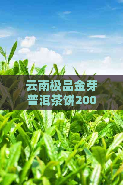 云南极品金芽普洱茶饼2005年：产地、品质、年份与品鉴方法的全面解析