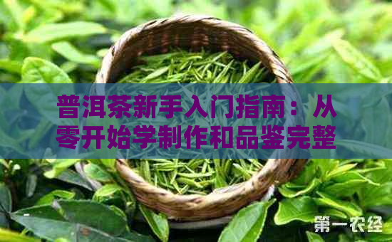 普洱茶新手入门指南：从零开始学制作和品鉴完整教程