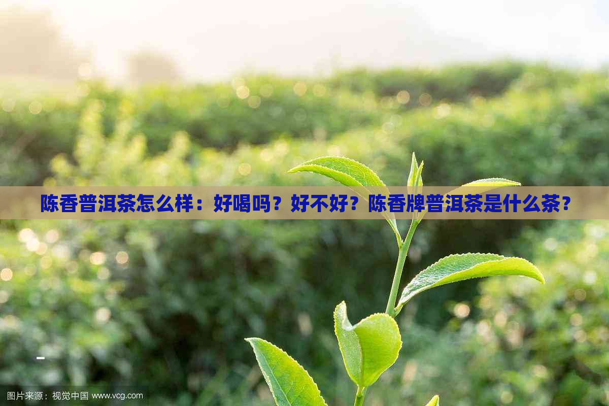 陈香普洱茶怎么样：好喝吗？好不好？陈香牌普洱茶是什么茶？