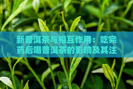 新普洱茶与相互作用：吃完药后喝普洱茶的影响及其注意事项