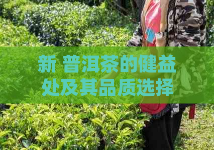 新 普洱茶的健益处及其品质选择：你真的了解吗？